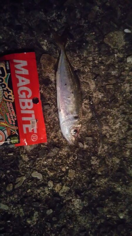 大阪湾南港アジング　夕まずめ